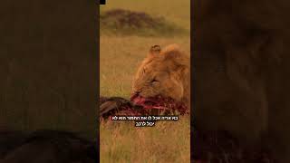 גנבו לו את רכב פיטרו אותו מהעבודה ניתקו אותו מהחשמל אמר הכל לטובה (הרב אברהם מלמד) - התמונה מוצגת ישירות מתוך אתר האינטרנט יוטיוב. זכויות היוצרים בתמונה שייכות ליוצרה. קישור קרדיט למקור התוכן נמצא בתוך דף הסרטון