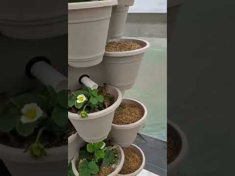 Dollar tree hydroponic strawberry tower update 20 day in.