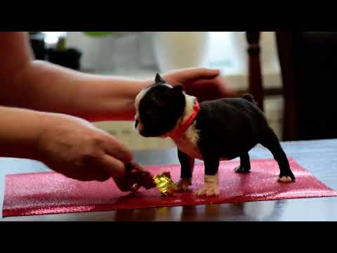 Perros Terrier de Boston en venta
