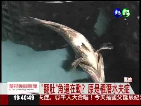 石斑罹"潛水夫症"! 翻肚竟還能動