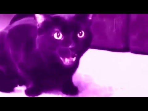 MADEVIL - Поющий кот |MMV #87