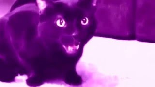 MADEVIL - Поющий кот |MMV #87