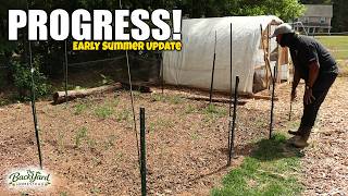Early Summer Homestead Update | Chickens, Garden Progress & Big Plans