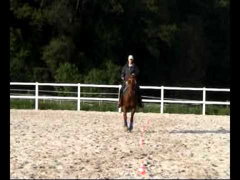 fliegender Galoppwechsel