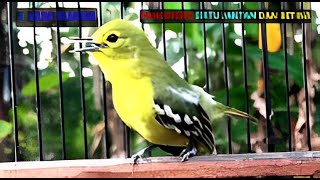 Download lagu 1 JAM SUARA PANCINGAN (suara) SIRTU JANTAN DAN BETINA! #birds mp3