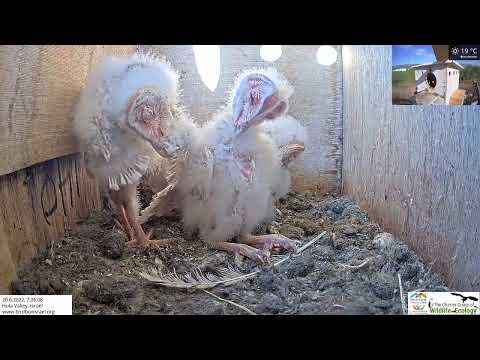 Little barn owl nestlings preen their cute fluffy down feathers.