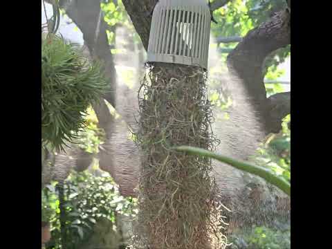 ディプラデニアにいつ水をやるのですか？文化、アドバイス、手法  庭園