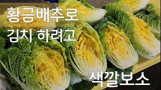 색깔보소 ?  황금배추로 김치 하려고