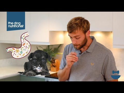 Homemade dog food breakfast (Probiotic, Gut Health Recipe) | Dog Nutrition Lessons | Ep 13.