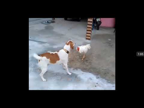 What happens when aDog and a Chicken agrees for a Fight