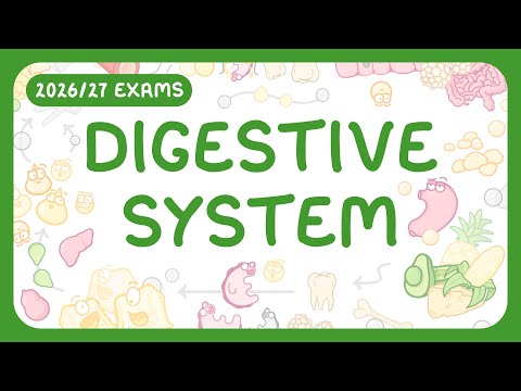 The Digestive System