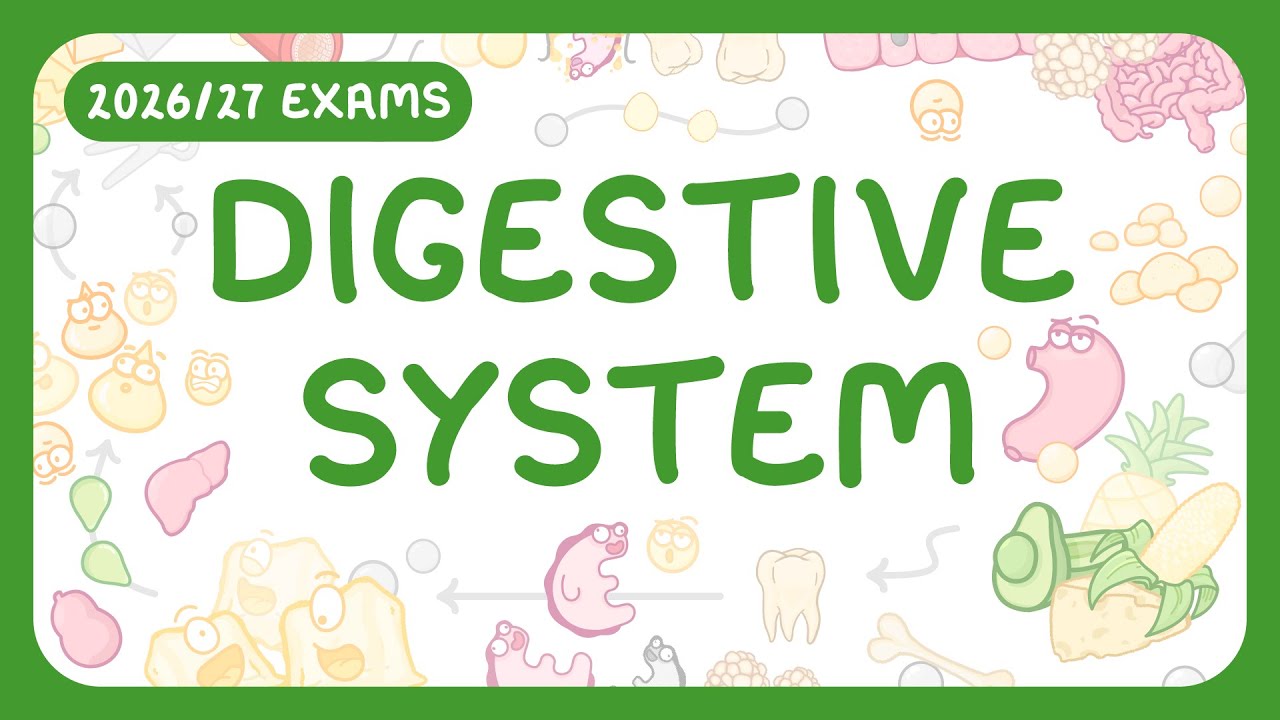 GCSE & KS3 Biology - The Digestive System