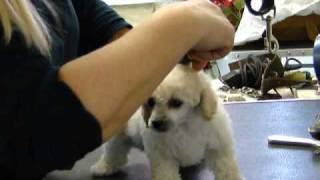 Baby Royah - toy poodle - getting a groom