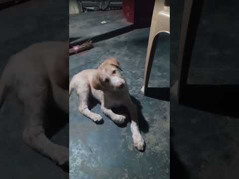 chinchu reaction so nice....😙😍😘😍