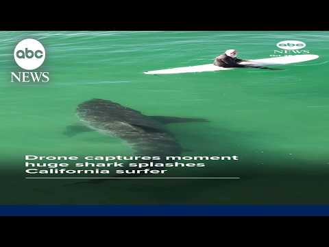 Surfers have close encounter with huge shark