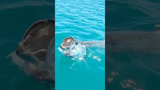 Download lagu penampakan ikan baramudi#shorts #short #mancing mp3