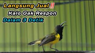 Download lagu PANCINGAN PENGGACOR UNTUK SEMUA SOGON DIAM, STRESS‼️IJOAN JANTAN TROTOL METALIK PASTI RESPON GACOR mp3