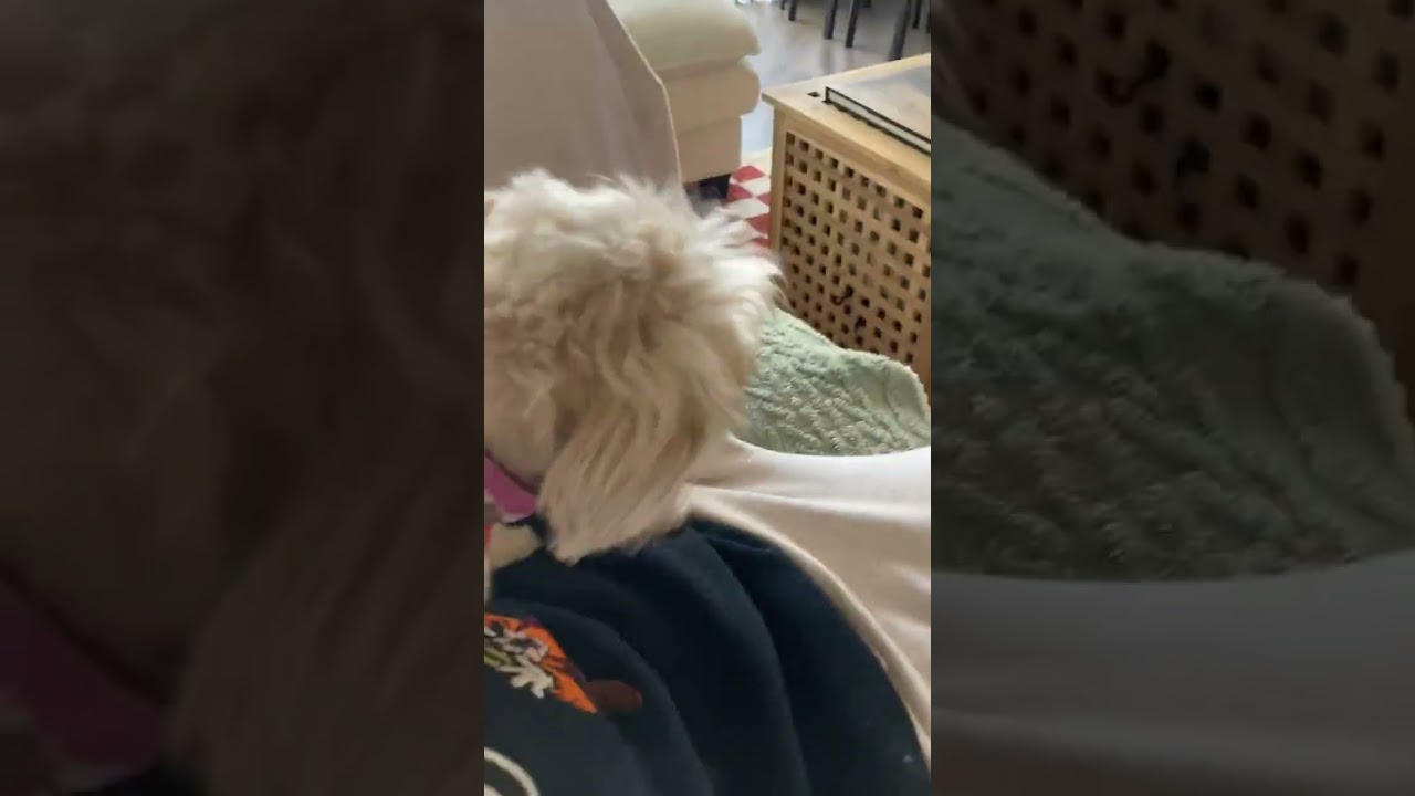 Maisy & Millie, an adopted mixed breed in Boulder, CO video 2/6