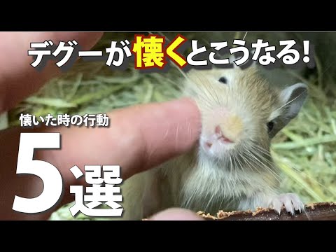 園芸 チリのデグー病