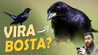 Miniatura do vídeo