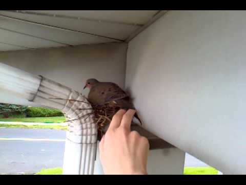 Touching the Pigeon who lives outside my room.