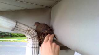 Touching the Pigeon who lives outside my room.