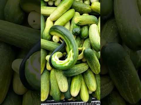 Cucumbers turn into lizards - Crazy AI Video