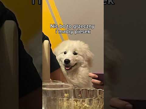 CO ZJADŁ STEFEK I PRZEŻYŁ