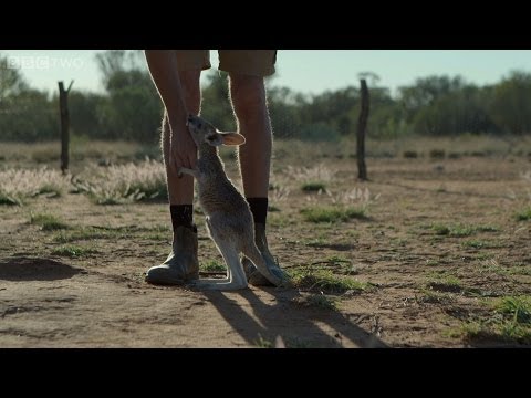 Following the leader - Kangaroo Dundee: Episode 3 Preview - BBC