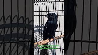 Download lagu Unik Burung Srigunting Bisa Ngomong Kaka#Shorts mp3