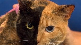 Chimera Cats and Your Mom