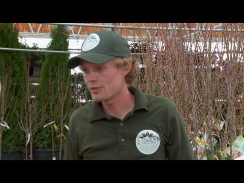 Fruits and Berries HD.mov