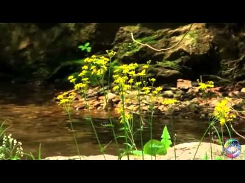 Hana Zagorová - Řeka zázraků