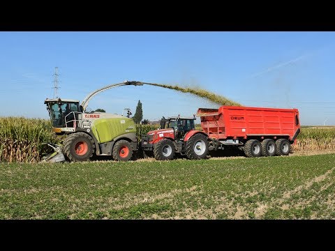 Claas Jaguar 960 + Massey Ferguson & DEWA - Loonw. Demeyer - mais hakselen