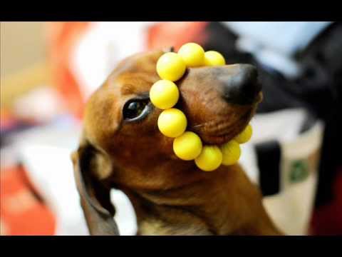 El show del perro salchicha (canción infantil)