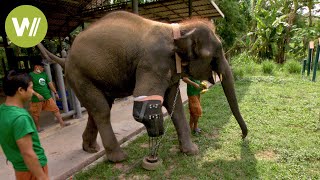 Thailand: Erstmals Beinprothesen für Elefanten!