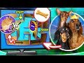 COMPETENCIA DE LABERINTO RATÓN VS PERROS | LOS POLINESIOS COMPETENCIA DE LABERINTO RATÓN VS PERROS | LOS POLINESIOS