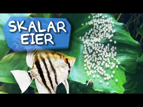 SKALAR EIER SCHLÜPFEN, VERMEHRUNG IM AQUARIUM! |  | Aqua Update