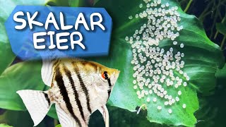 SKALAR EIER SCHLÜPFEN, VERMEHRUNG IM AQUARIUM! |  | Aqua Update