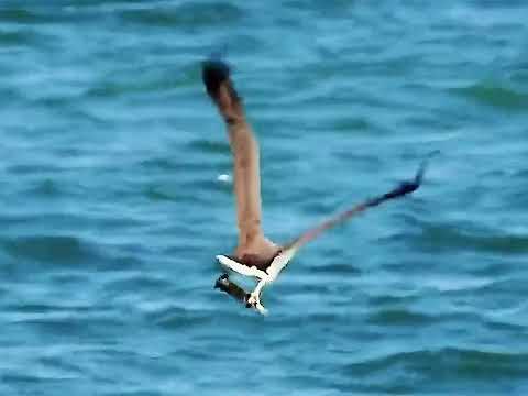 Amazing Moments of Eagle Hunting