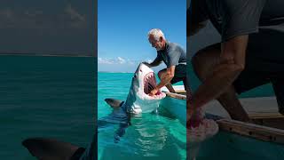 Feeding a Great White Shark From the Boat 😱🦈 #SharkFeeding