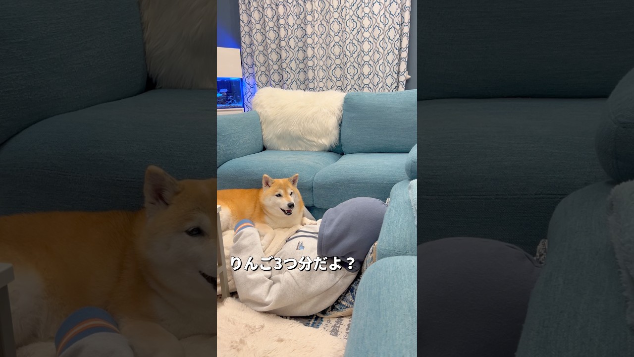 約束😂#柴犬 #shibainu #shorts
