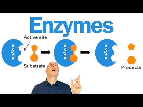 Enzymes Explained for AP Bio Students