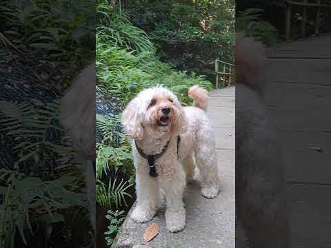 Ay ang ganda nya oh, pa-hug nga cuttie #dogs #morningwalk