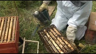 Beekeeping - How to make lots more Bees - Using the Rose Hive Method Part 3