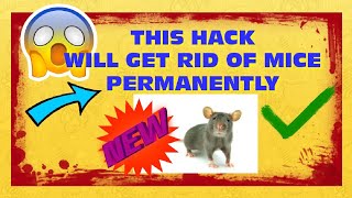This Hack Will get rid of Mice Permanently ⚠Warning⚠ Must see (2019)
