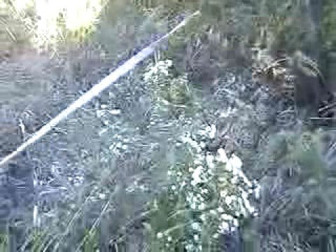 Carmspack Agro Tracking at approx. 14 weeks