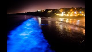 Stunning bioluminescence in the ocean in La Jolla, CA
