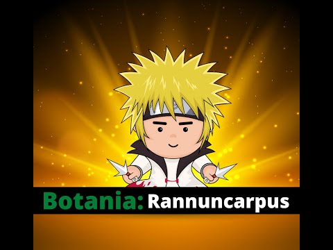 Botania: Rannuncarpus