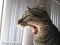 Slow Motion Kitty Yawn 